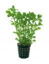 Ludwigia palustris Vert  - 1