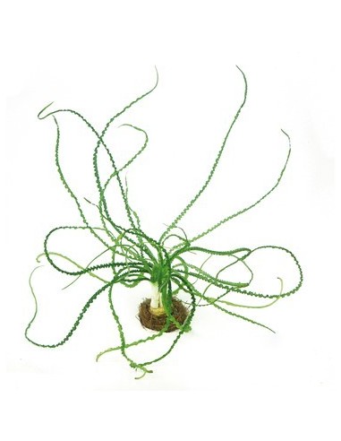 Crinum calamistratum  - 1
