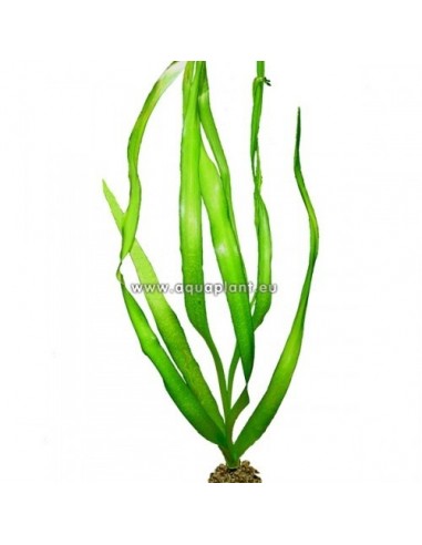 Crinum thaianum  - 1