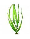 Crinum thaianum  - 1