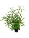 Hygrophila lancea  - 1