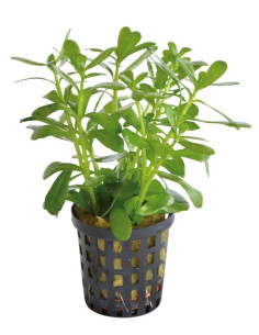 Bacopa compacta  - 1