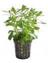 Bacopa compacta  - 1