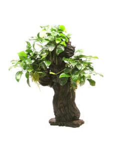 Mbuna L met Anubias nana - 25 x 16 x 46 cm  - 1
