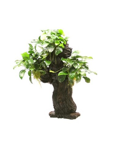 Mbuna format L avec Anubias nana - 25 x 16 x 46 cm  - 1