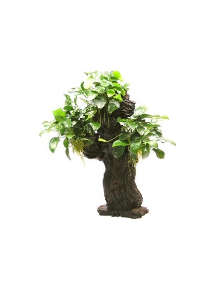 Mbuna format L avec Anubias nana - 25 x 16 x 46 cm  - 1