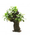 Mbuna format L avec Anubias nana - 25 x 16 x 46 cm  - 1