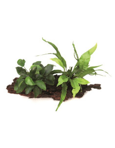Anubias barteri nana + Microsorum sur racine    28 x 10 x 20 cm  - 1