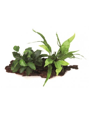 Anubias barteri nana + Microsorum sur racine  - 1