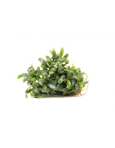 Bucephalandra micrantha 'Needle Leaf' - in vitro Dennerle plants - 2