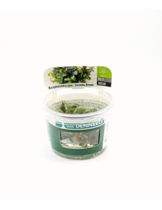Bucephalandra spec. 'Serimbu Brown' - in vitro  - 1