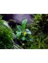Bucephalandra spec. 'Serimbu Brown' - in vitro  - 2