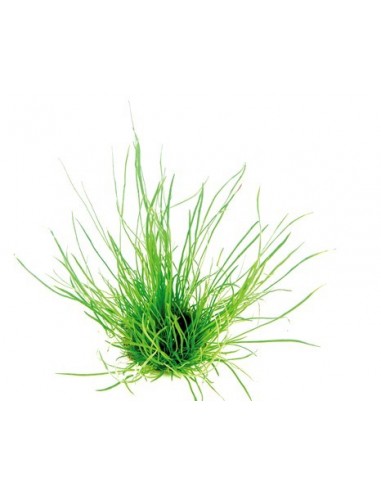 Lilaeopsis Mauritiana  - 1