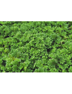 Azolla caroliniana  - 1