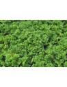 Azolla caroliniana  - 1