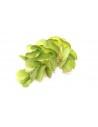 Salvinia auriculata  - 1