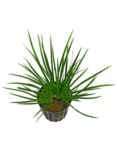 Acorus gramineus 'Pussilus'  - 1