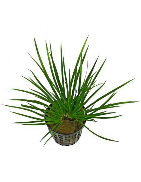Acorus gramineus 'Pussilus'  - 1