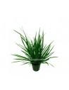 Acorus gramineus  - 1