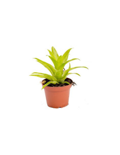 Catopsis morreniana  - 1