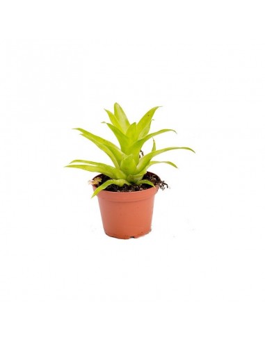 Catopsis morreniana  - 1