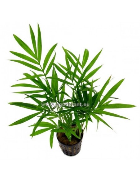 Chamaedorea elegans  - 1