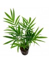 Chamaedorea elegans  - 1