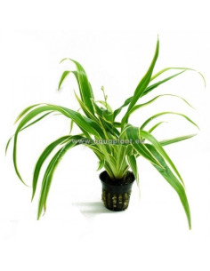 Chlorophytum bichetii  - 1