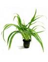 Chlorophytum bichetii  - 1