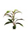 Cordyline 'Red Edge'  - 1