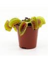 Dionaea muscipula  - 1