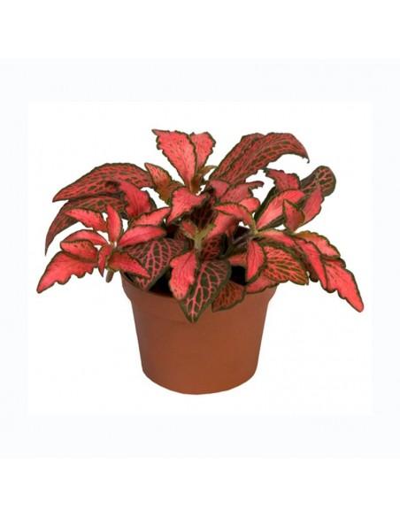Fittonia Forrest flame  - 1