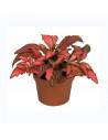 Fittonia Forrest flame  - 1