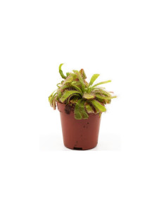 Drosera aliciae  - 1