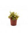 Drosera aliciae  - 1
