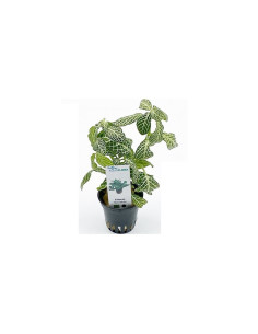 Fittonia 'Mini White'  - 1