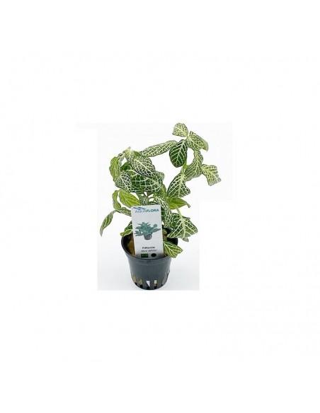 Fittonia 'Mini White'  - 1