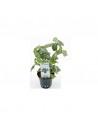 Fittonia 'Mini White'  - 1