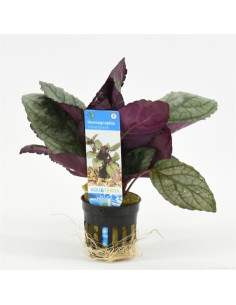 Hemiographis silverqueen  - 1