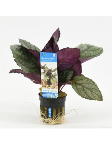 Hemiographis silverqueen  - 1
