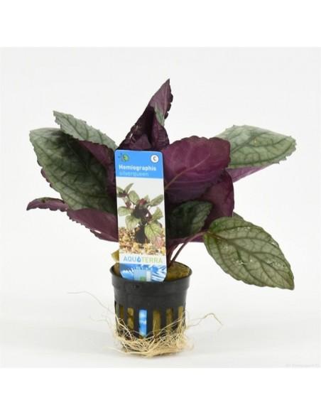 Hemiographis silverqueen  - 1