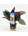 Hemiographis silverqueen  - 1