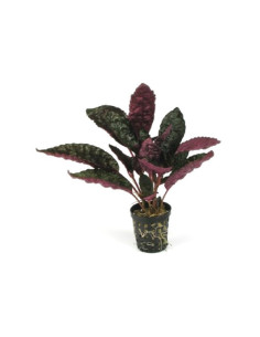 Hemiographis colorata  - 1
