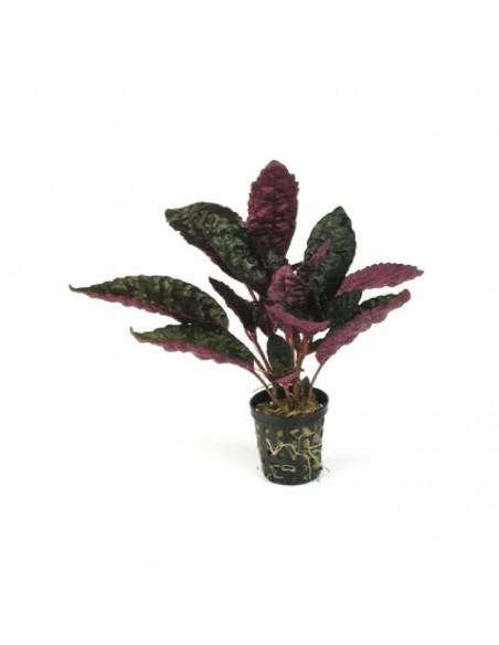Hemiographis colorata  - 1