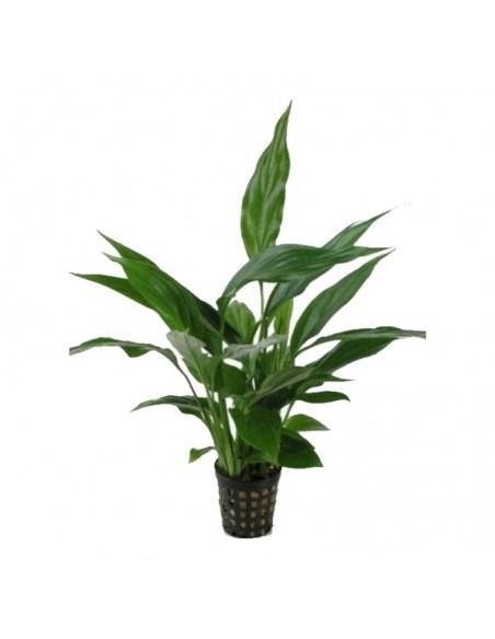 Spathiphyllum wallisii  - 1