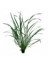 Ophiopogon japonica 'Gigantea'  - 1