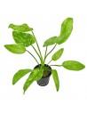 Echinodorus Marble Queen  - 1