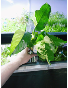 Anubias barteri  'Variegata'  - 1