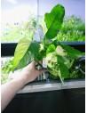 Anubias barteri  'Variegata'  - 1