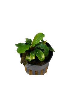 Bucephalandra Sintang  - 1